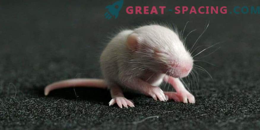 Șoarecii s-au născut din sperma care a fost în spațiu timp de 9 luni.