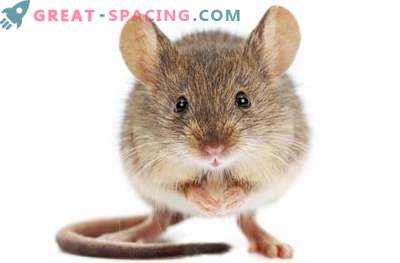 Șoarecii din spațiu sunt afectați de ficat după două săptămâni.